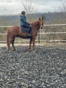 Cheval a vendre 