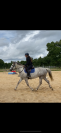 Cheval à vendre Hongre ONC gris de 6ans