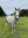 Cheval à vendre Hongre ONC gris de 6ans