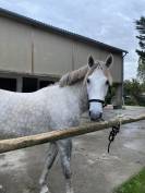 Cheval à vendre Hongre ONC gris de 6ans