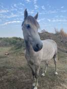 Cheval à vendre Hongre ONC gris de 6ans