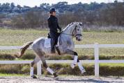 Ruin Lusitano Te koop 2021 Schimmel ,  Aslan du Fesquet