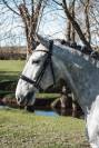 Ruin Lusitano Te koop 2021 Schimmel ,  Aslan du Fesquet