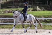 Ruin Lusitano Te koop 2021 Schimmel ,  Aslan du Fesquet