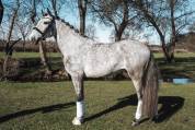 Ruin Lusitano Te koop 2021 Schimmel ,  Aslan du Fesquet