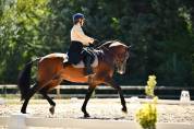 Dior du Fesquet - Lusitano 2013 by Rubi Ar