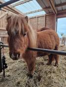 Poney Shetland