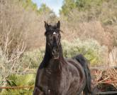 Jument Pur sang arabe noir monte western ou classique 