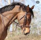 Jument à vendre 10 ans (Cheval)