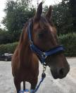 Cheval à vendre - trotteuse de 8 ans 