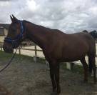 Cheval à vendre - trotteuse de 8 ans 