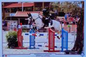 Poney pour concours 