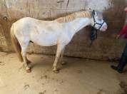 Poney de 7 ans à finir de former 