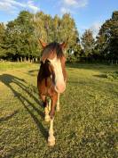 Poney D Welsh Cob 