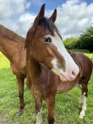 Poney D Welsh Cob 