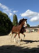 Poney D Welsh Cob 