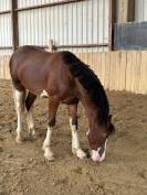 Poney D Welsh Cob 