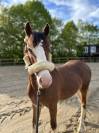 Poney D Welsh Cob 