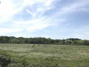 Haras et Ferme du Tombadou