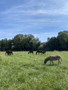 Haras et Ferme du Tombadou