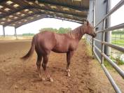 Magnifique Pouliche Quarter Horse de 2.5 ans