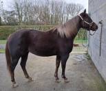 Magnifique Pouliche Quarter Horse de 2.5 ans