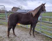 Magnifique Pouliche Quarter Horse de 2.5 ans