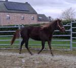 Magnifique Pouliche Quarter Horse de 2.5 ans