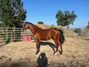 PONEY CONNEMARA BAI de 3 ans 