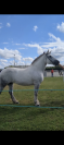 Poulain percheron pp