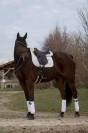 Hongre - Dressage - 8 ans 