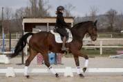 Hongre - Dressage - 8 ans 