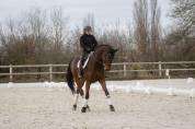 Hongre - Dressage - 8 ans 