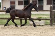 Puledra Frisone In vendita 2024 Nero ,  Alwin 469 Sport AAA Préférent