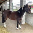 Poney Irish Cob