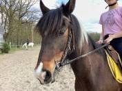 Poney Irish Cob