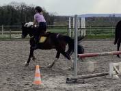 Poney Irish Cob