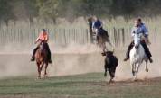 Cheval Hongre Appaloosa