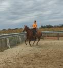 Cheval Hongre Appaloosa