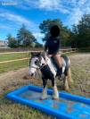 Poney PP de 11 ans 1.28m