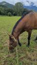 Karar, petit joyau bai doré, un entier super tranquille