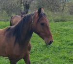 Gelding Akhal Teke For sale 2020 Bay