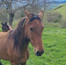 Gelding Akhal Teke For sale 2020 Bay