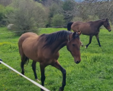 Gelding Akhal Teke For sale 2020 Bay