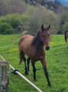 Gelding Akhal Teke For sale 2020 Bay