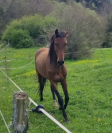 Gelding Akhal Teke For sale 2020 Bay