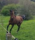Gelding Akhal Teke For sale 2020 Bay