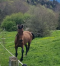 Gelding Akhal Teke For sale 2020 Bay