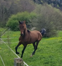 Gelding Akhal Teke For sale 2020 Bay