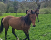 Gelding Akhal Teke For sale 2020 Bay
